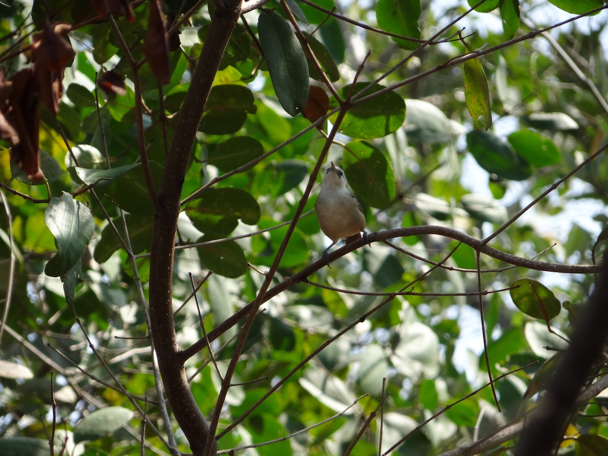 Superciliated Wren - ML617340084