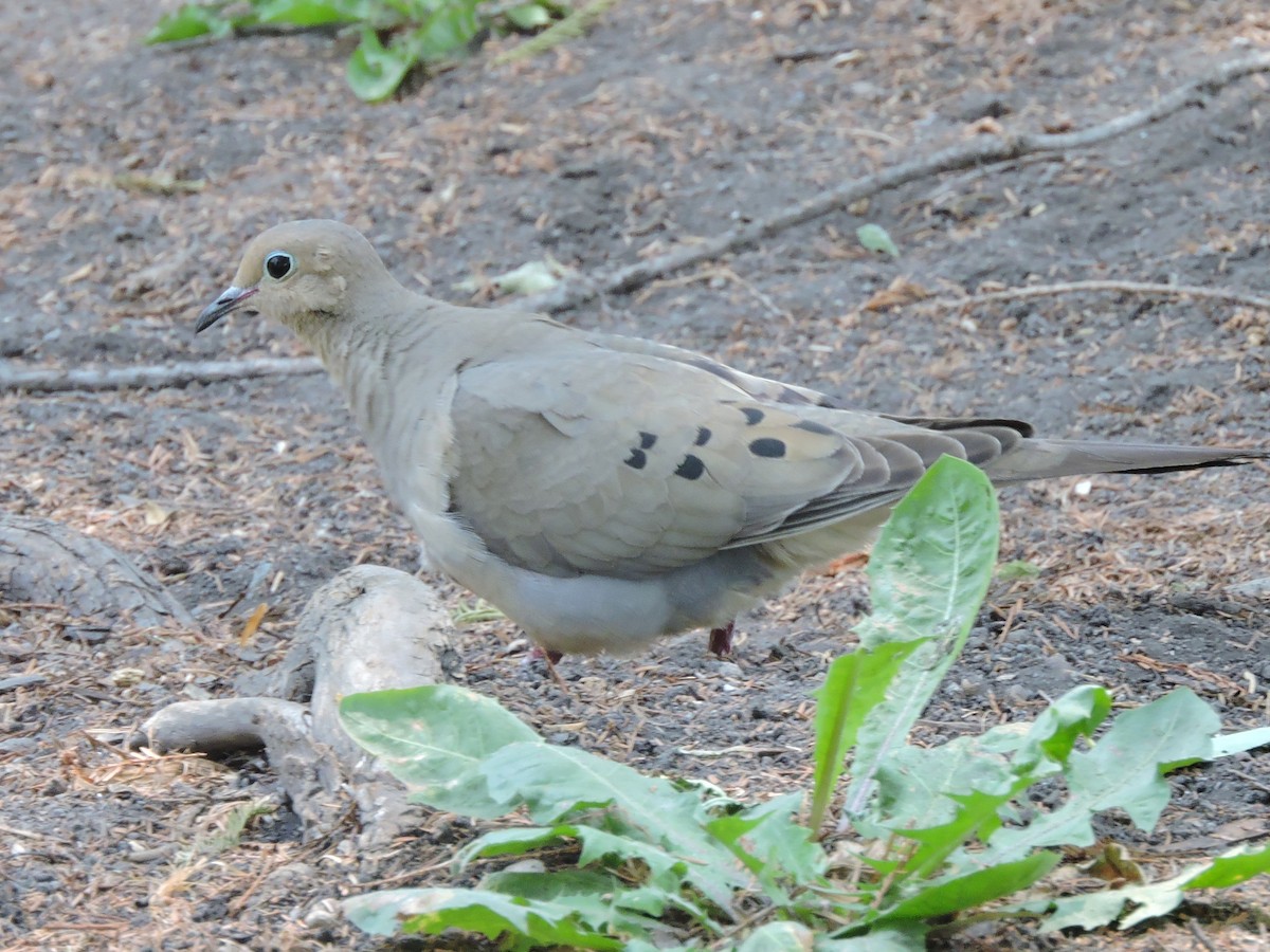 hrdlička karolínská - ML617340092