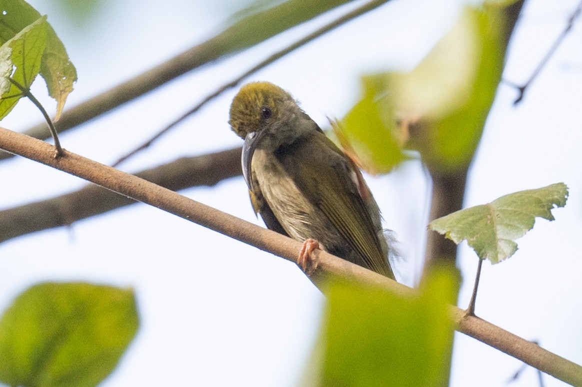 Gray-breasted Spiderhunter - ML617340094