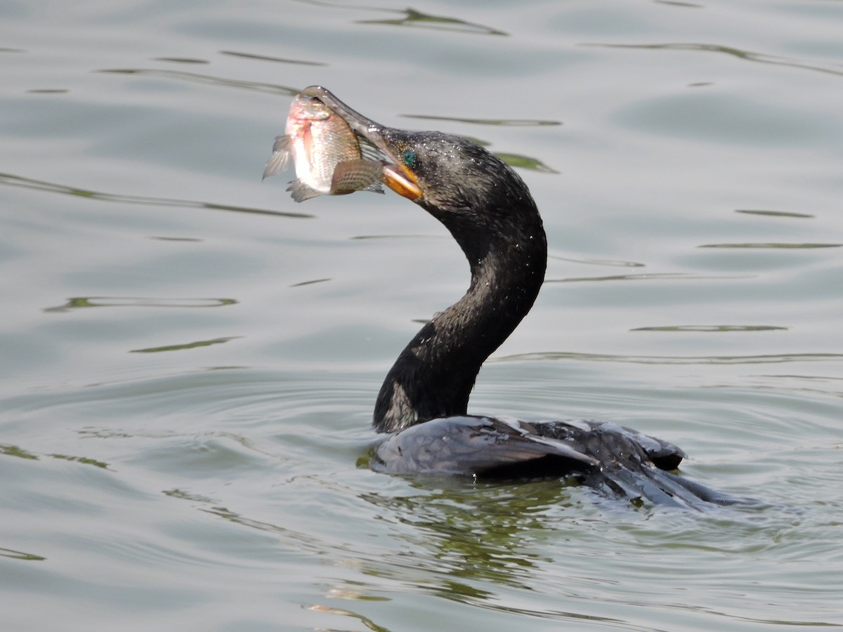 kormorán neotropický - ML617340109