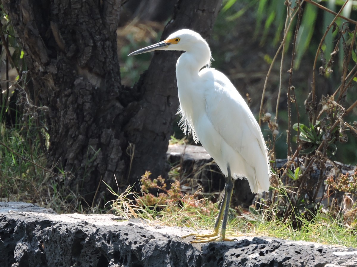 volavka bělostná - ML617340146