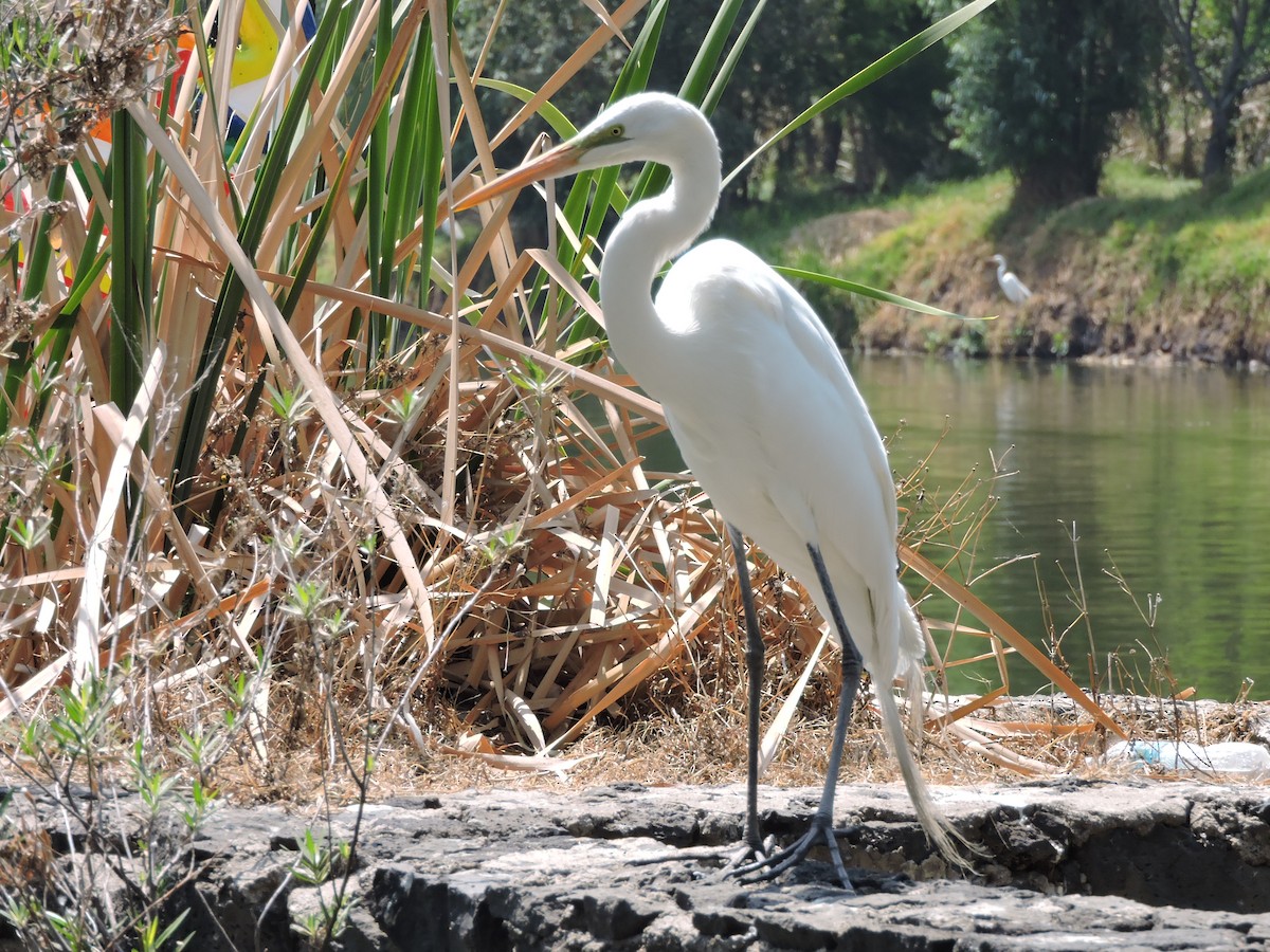 volavka bílá - ML617340157