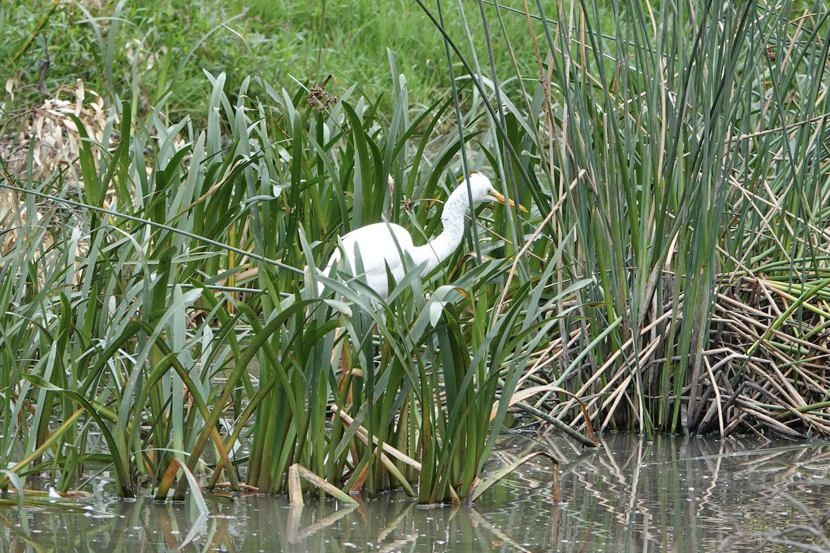 Great Egret - John Beckworth