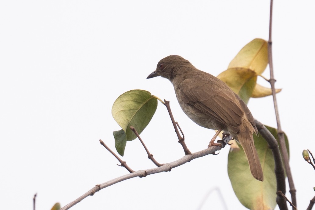 Red-eyed Bulbul - Ross Bartholomew