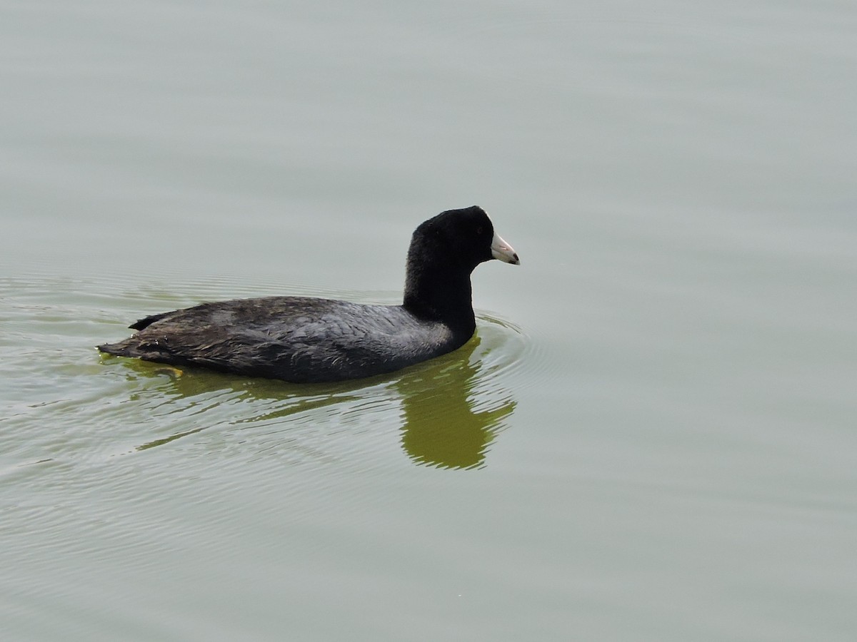 lyska americká - ML617340258