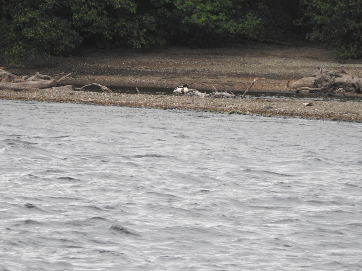 Common Shelduck - ML617340290