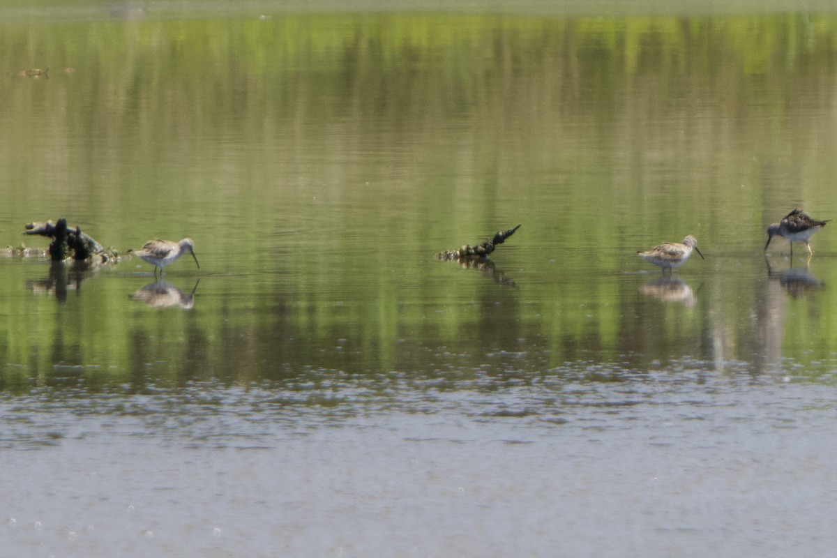 Stilt Sandpiper - ML617340309