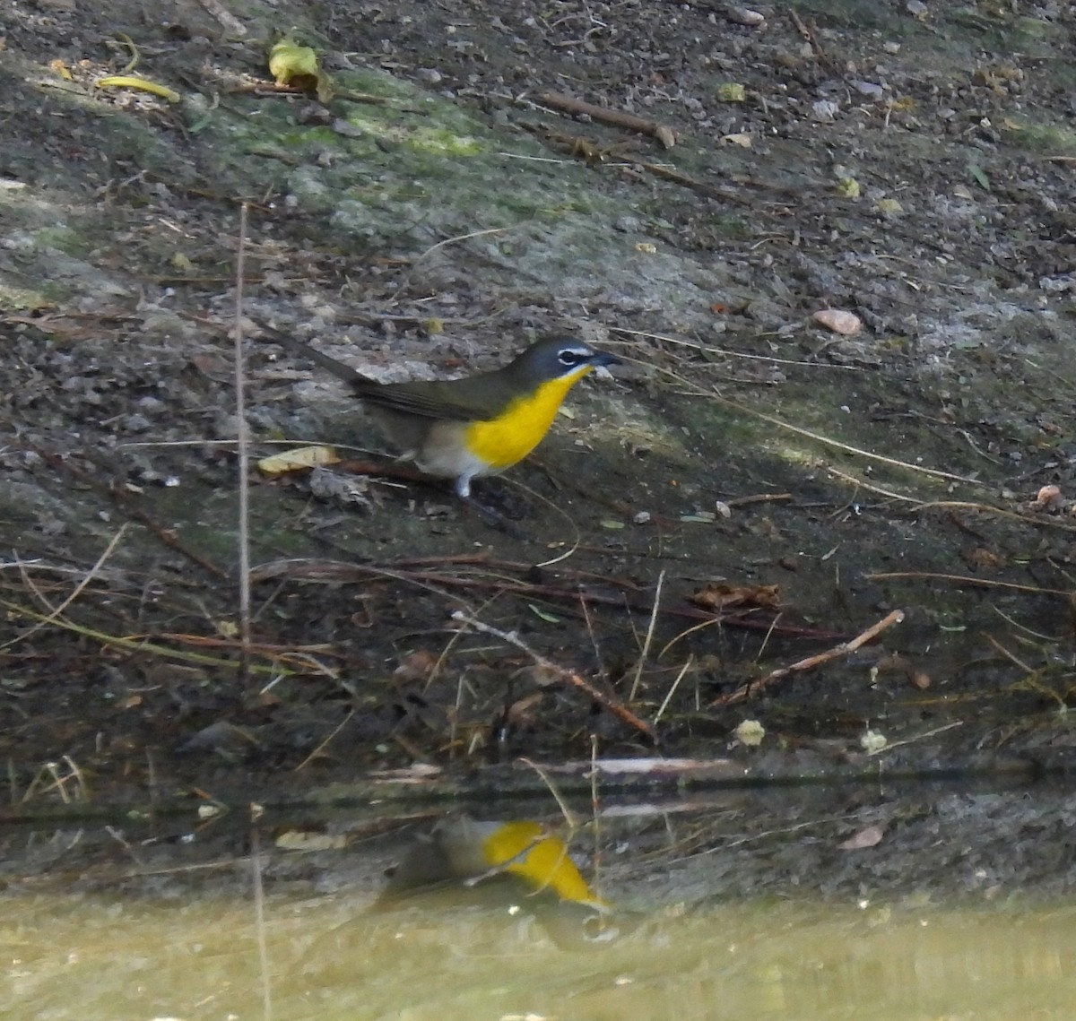 Yellow-breasted Chat - Mary Tannehill