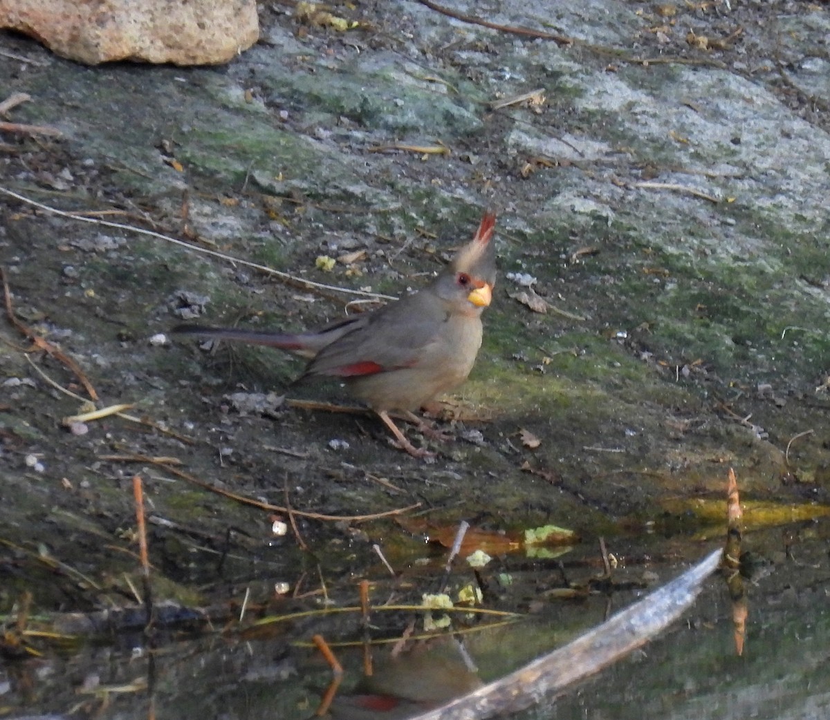 Cardinal pyrrhuloxia - ML617340372