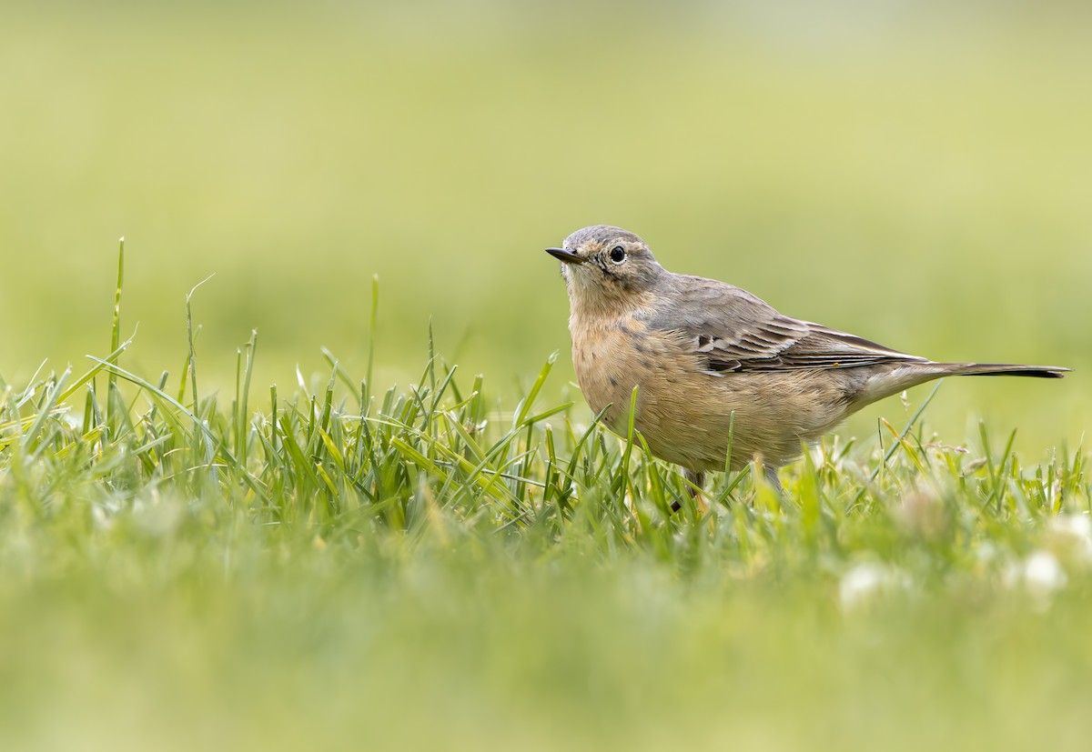 American Pipit - ML617340445