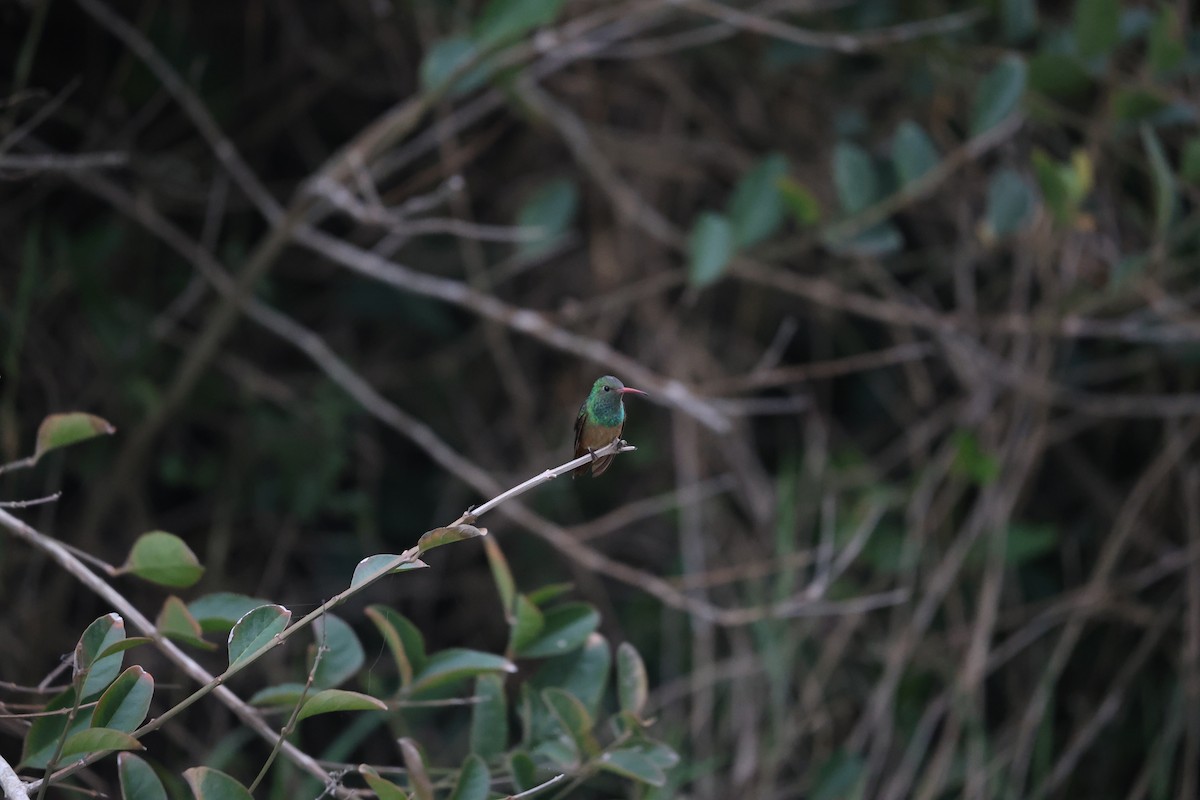 Buff-bellied Hummingbird - ML617340450