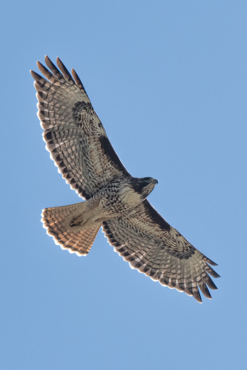 Red-tailed Hawk - ML617340451