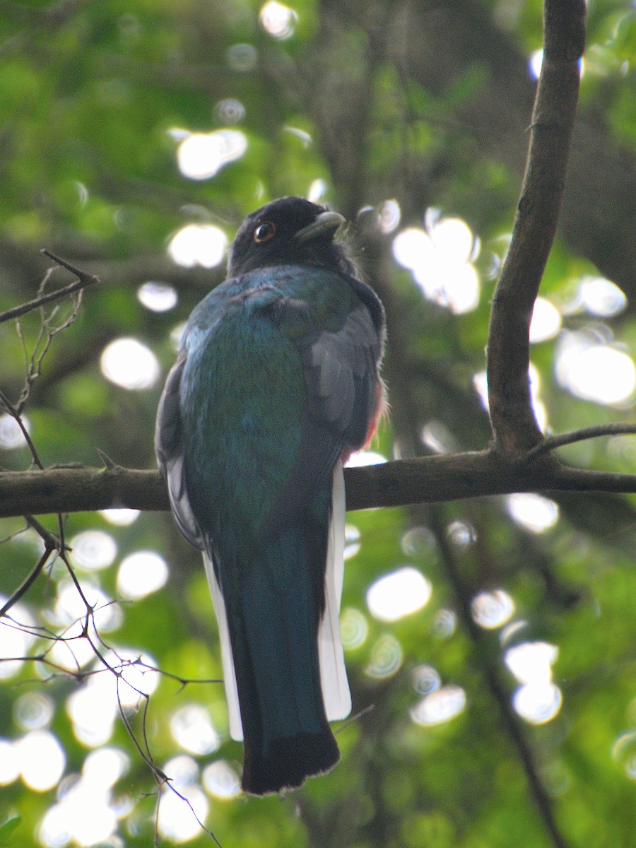 Surucuátrogon - ML617340454