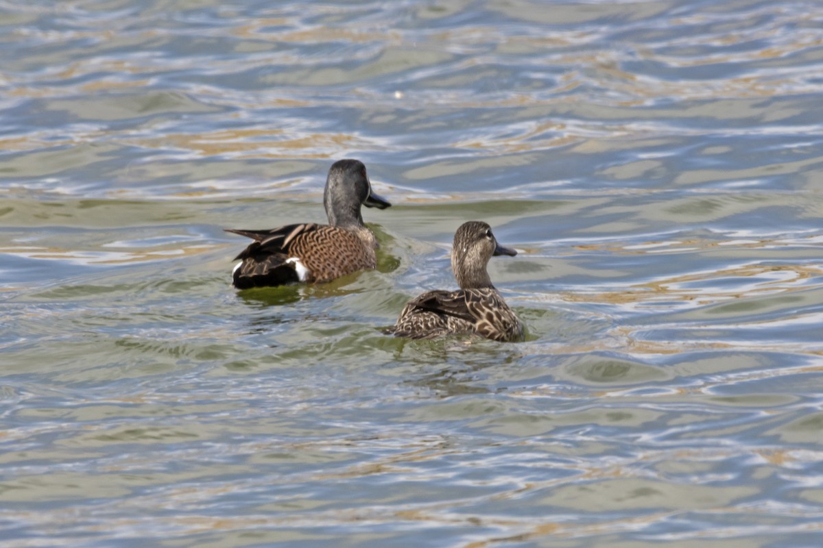 Blue-winged Teal - ML617340459