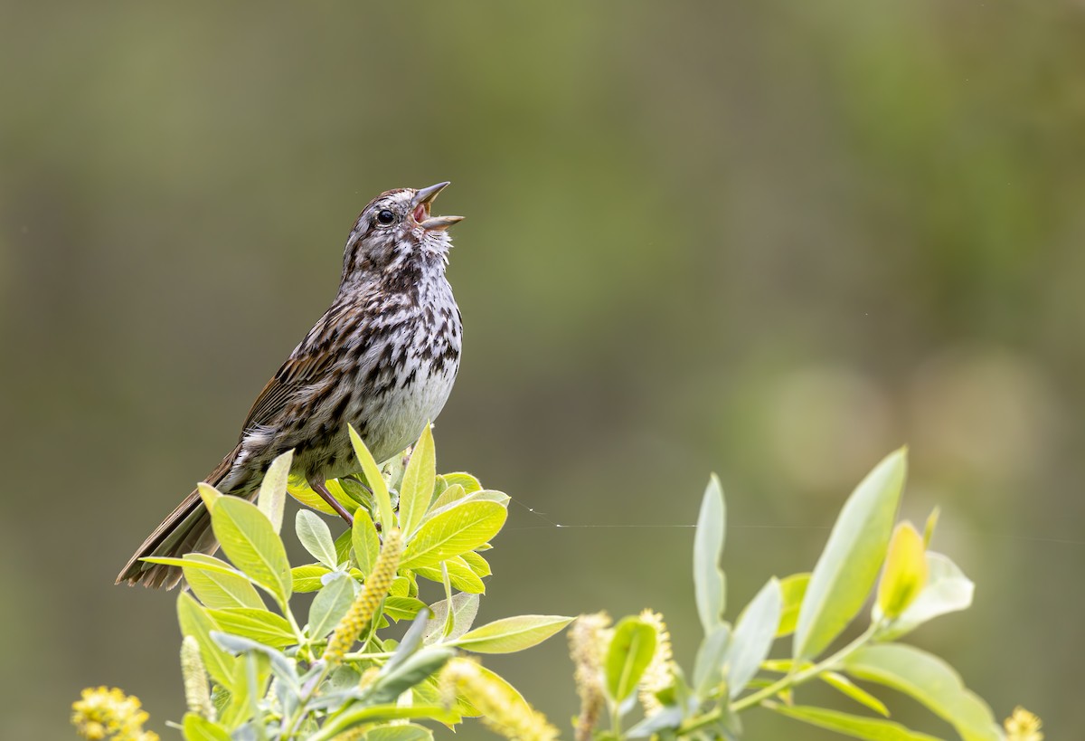 Song Sparrow - ML617340478