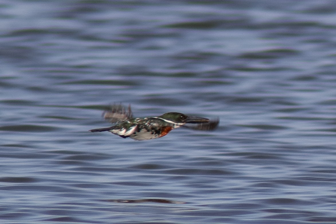 Green Kingfisher - ML617340485