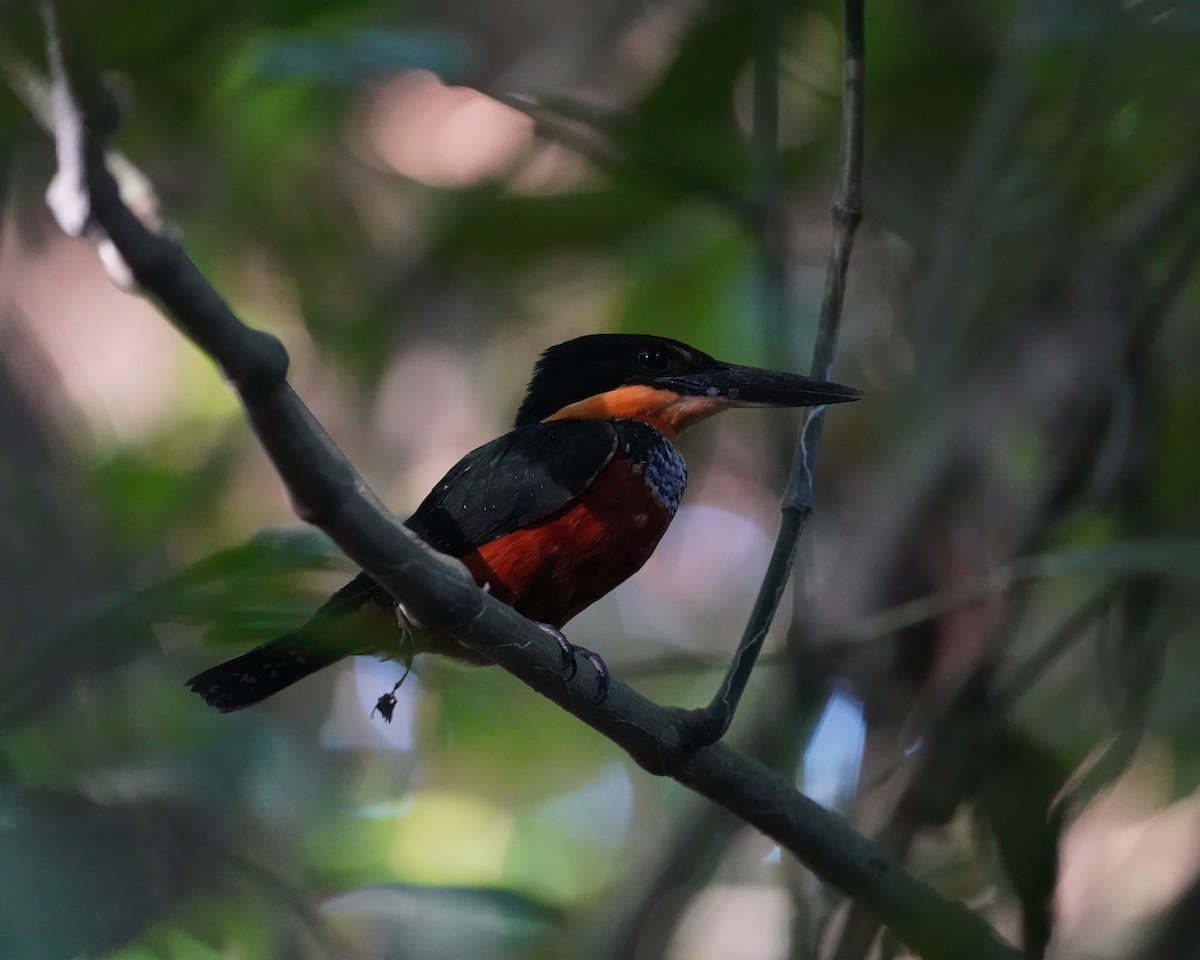 Green-and-rufous Kingfisher - ML617340494