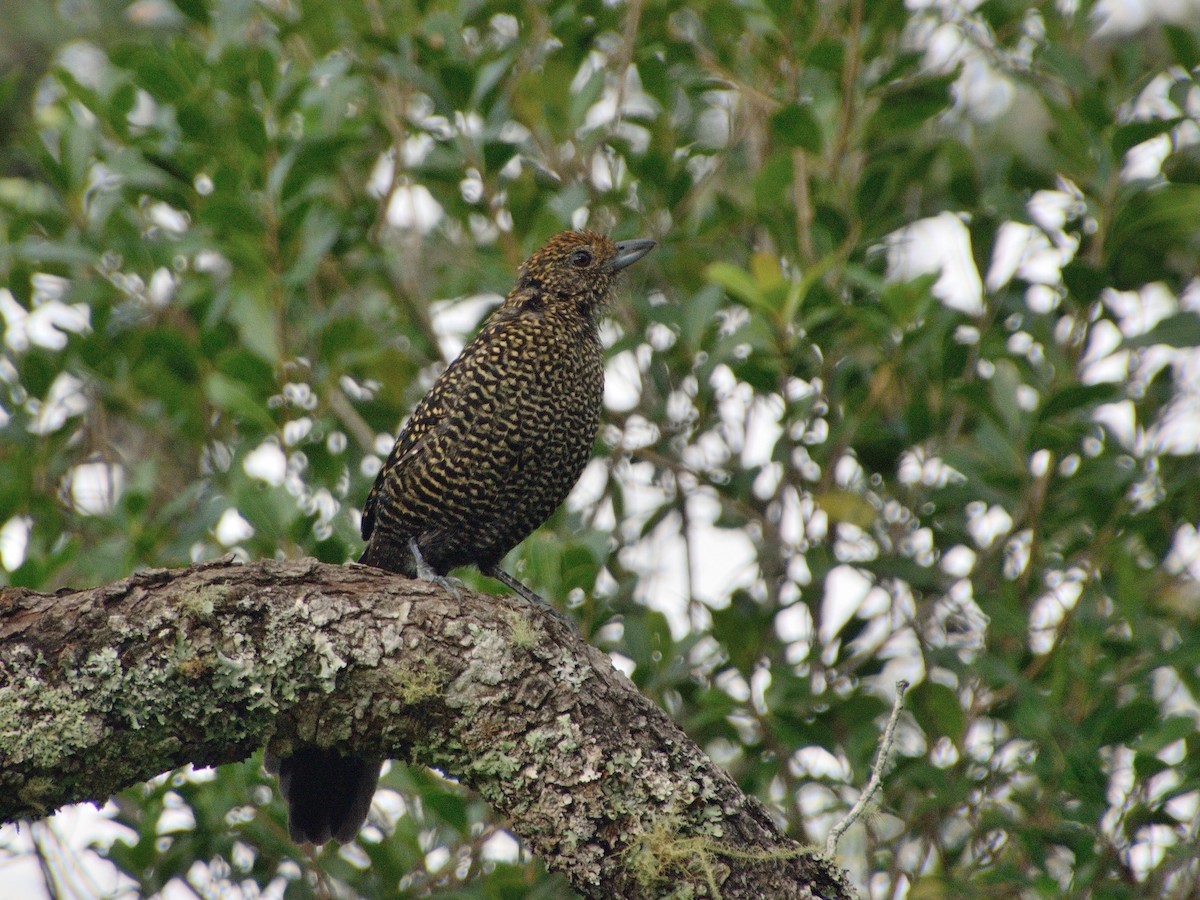 Large-tailed Antshrike - ML617340503