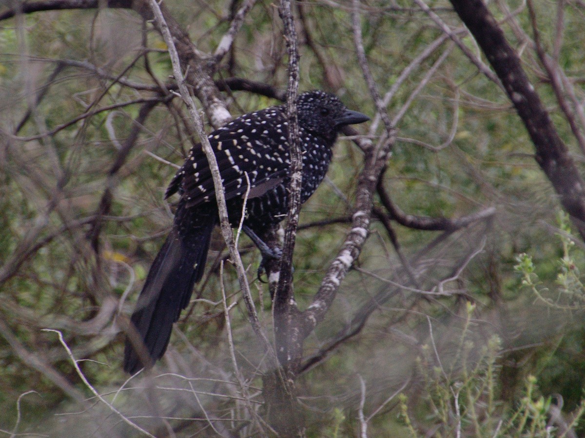 Large-tailed Antshrike - ML617340505