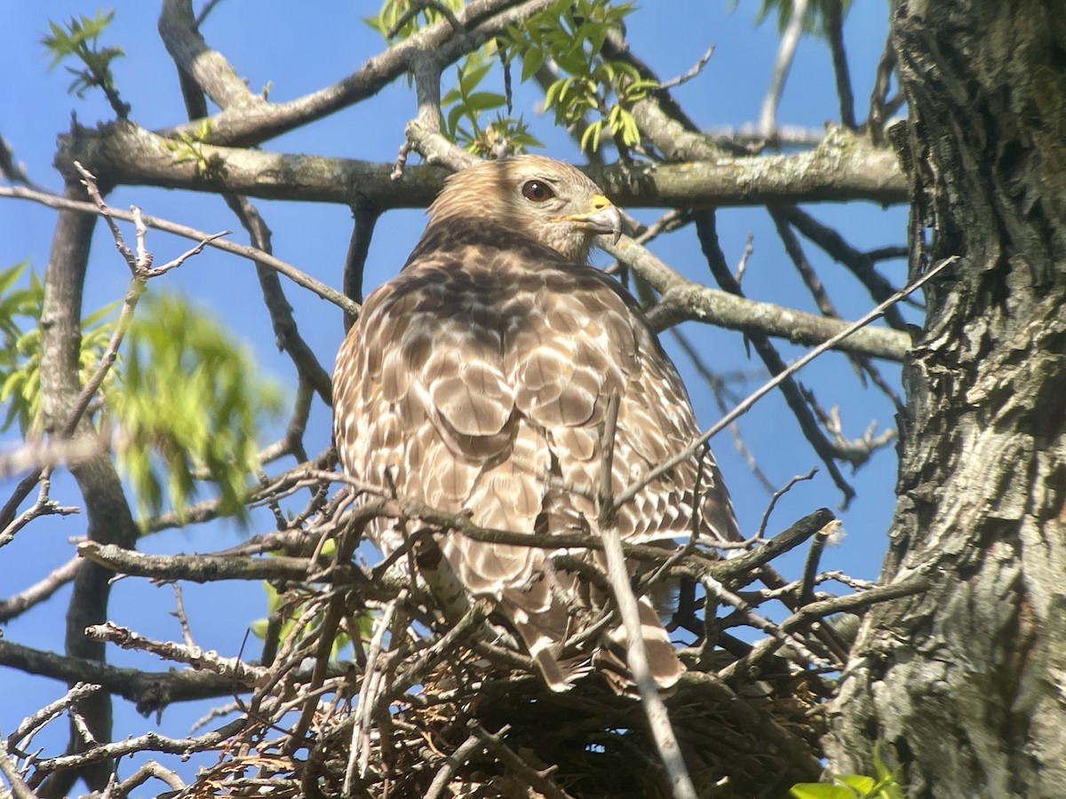 Red-shouldered Hawk - ML617340516