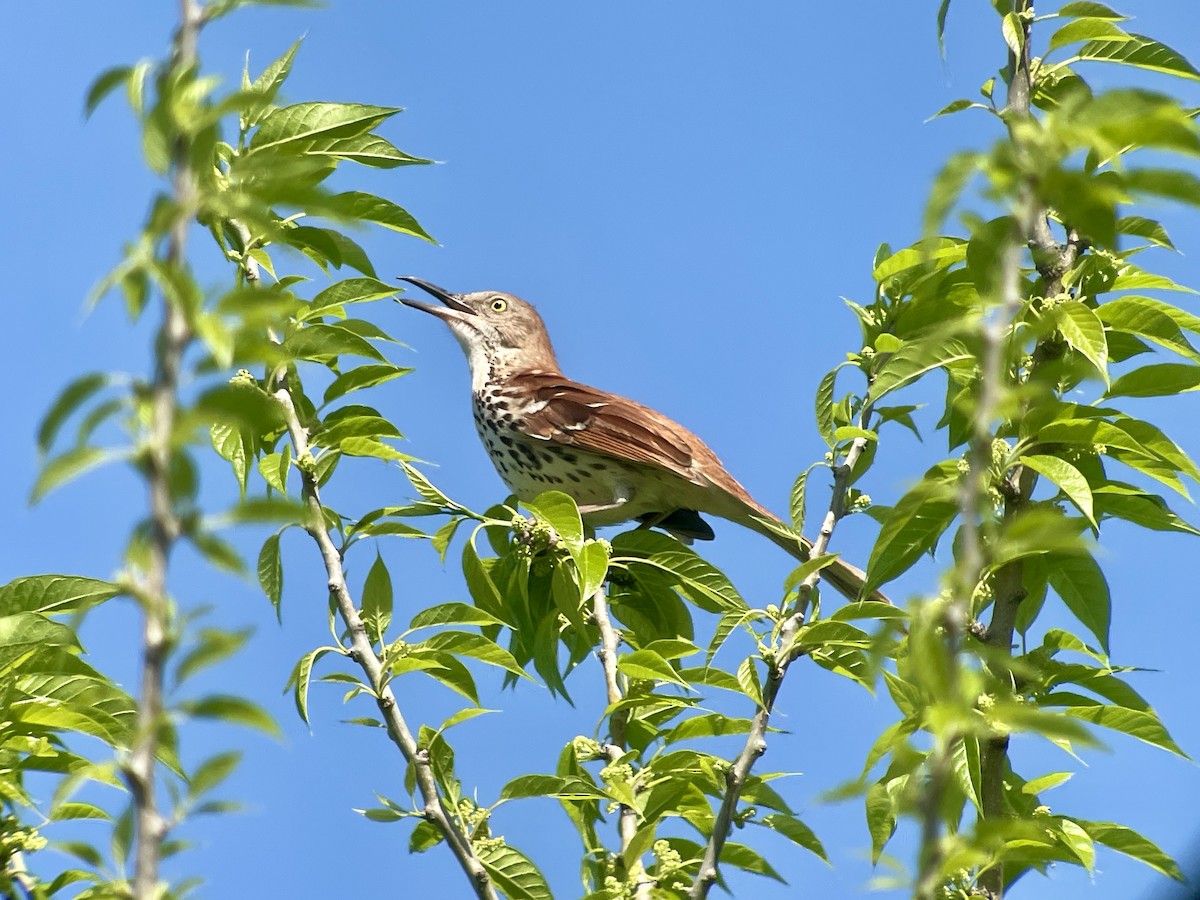 Brown Thrasher - ML617340551