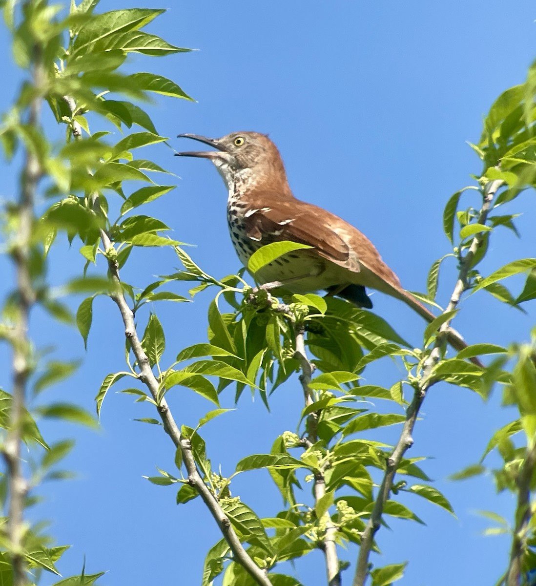 Brown Thrasher - ML617340552