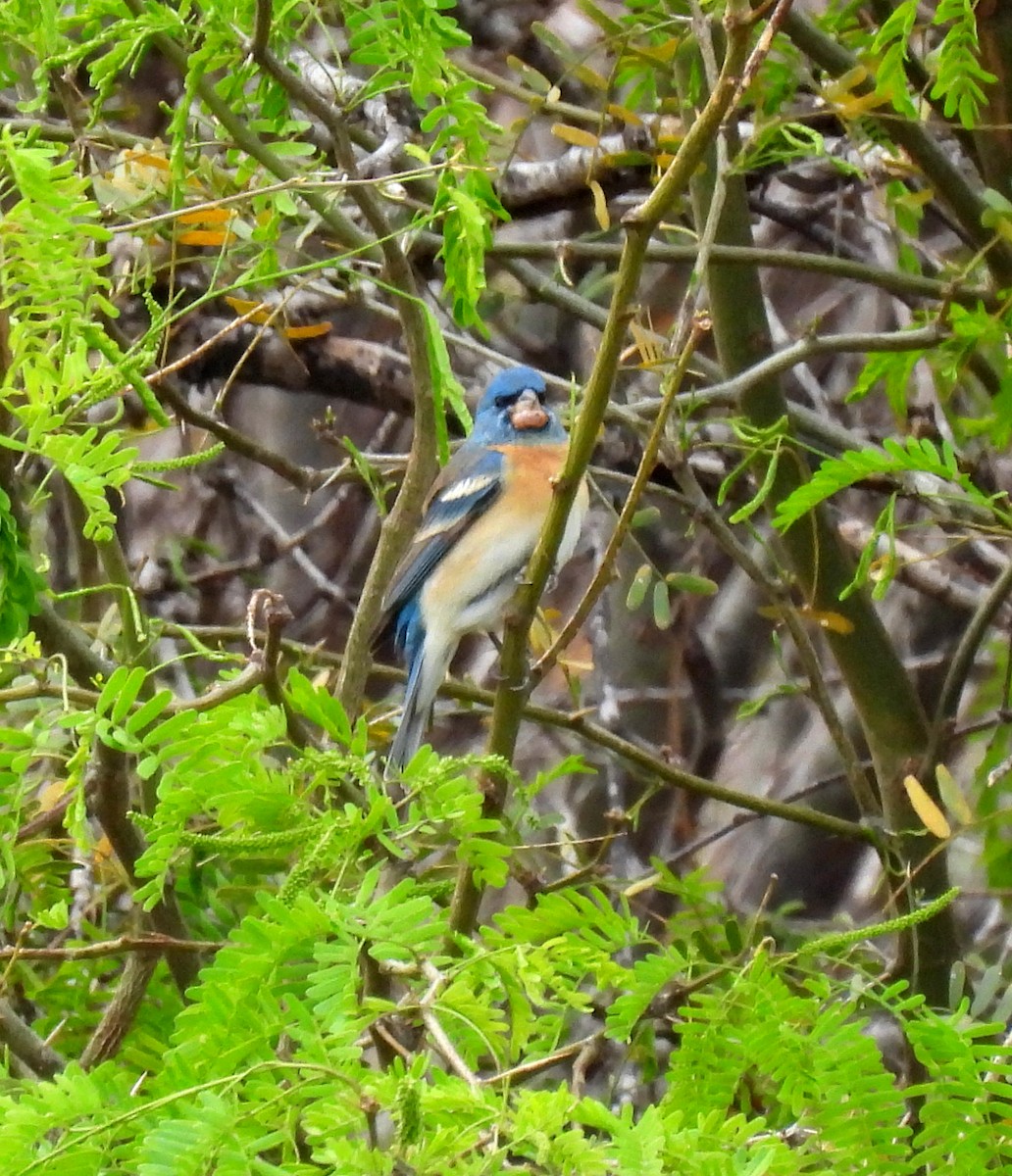 Lazuli Bunting - Mary Tannehill