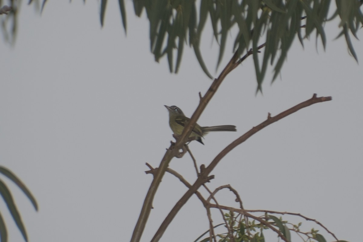 Yellow-olive Flatbill - Marcos de Campo