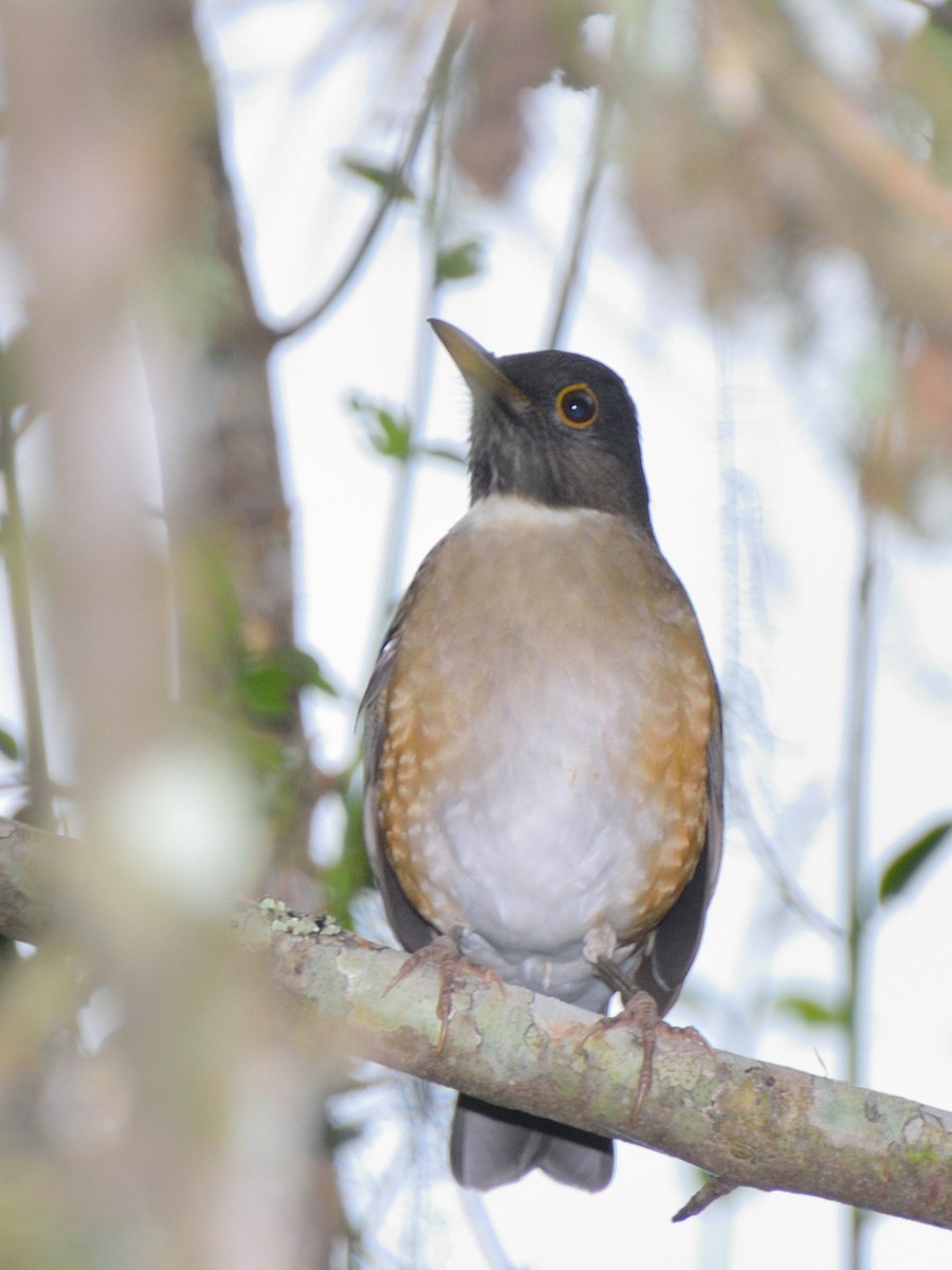 White-necked Thrush - ML617340602