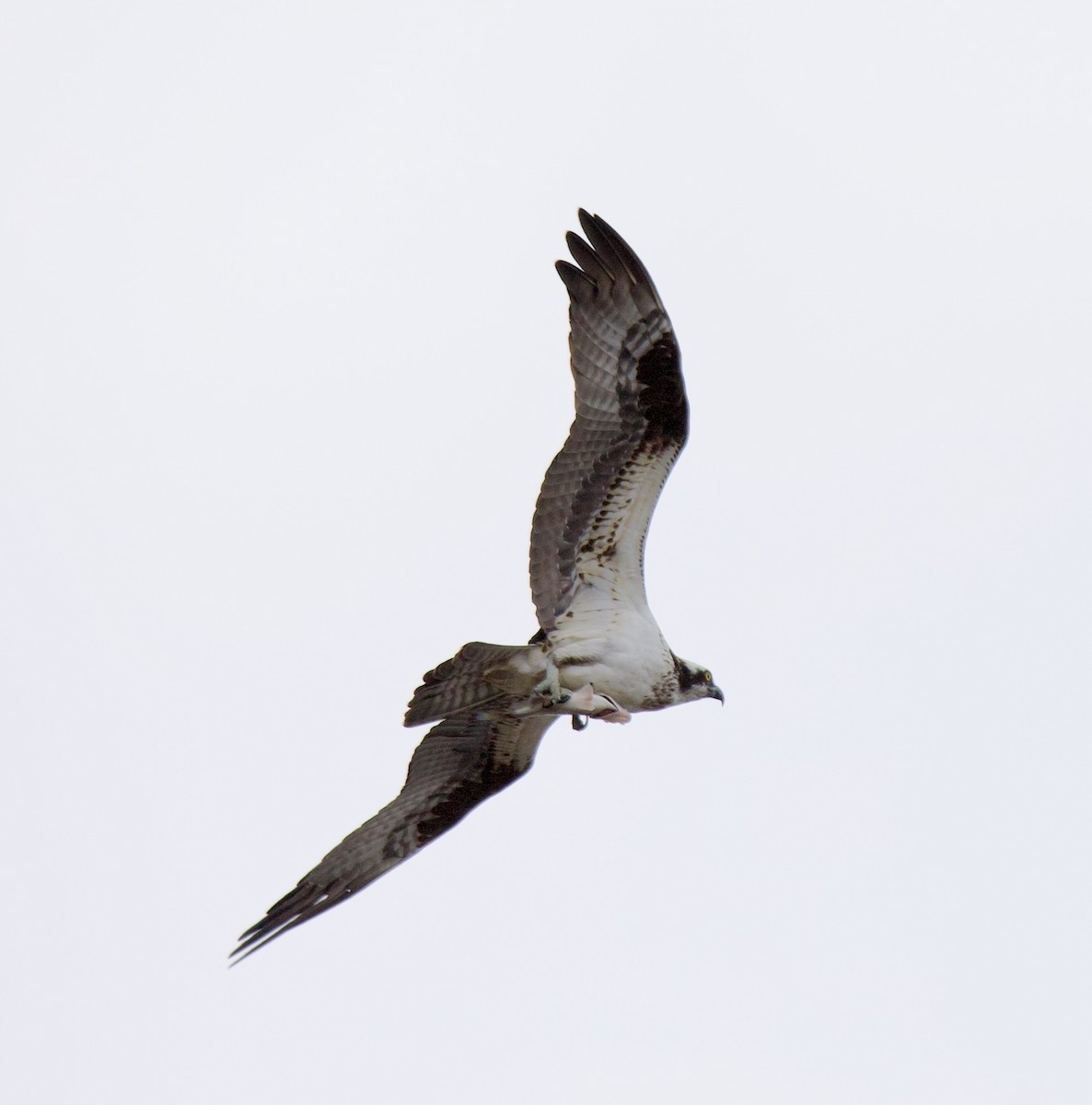 Osprey - Douglas Baird