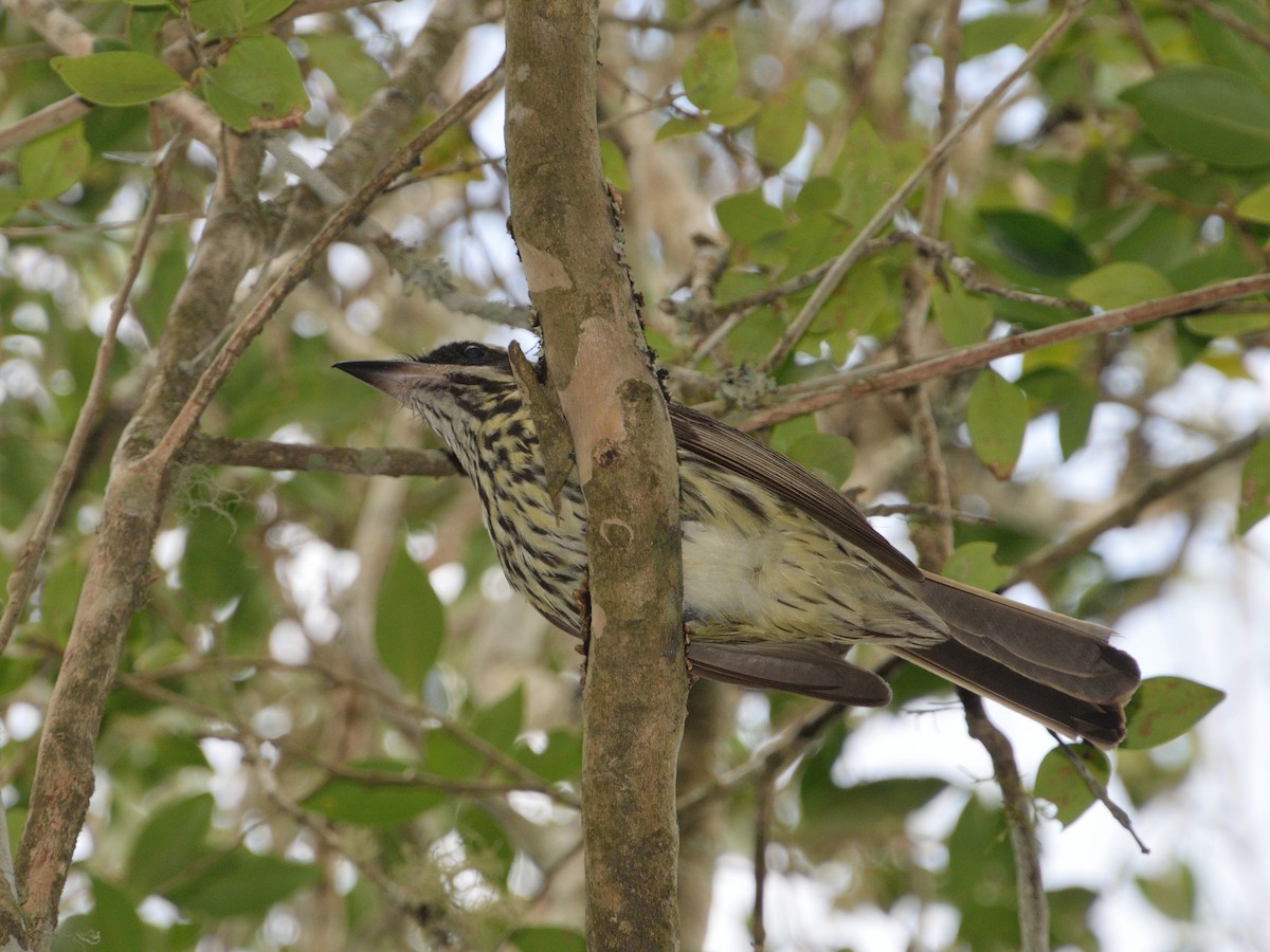 Streaked Flycatcher - ML617340678