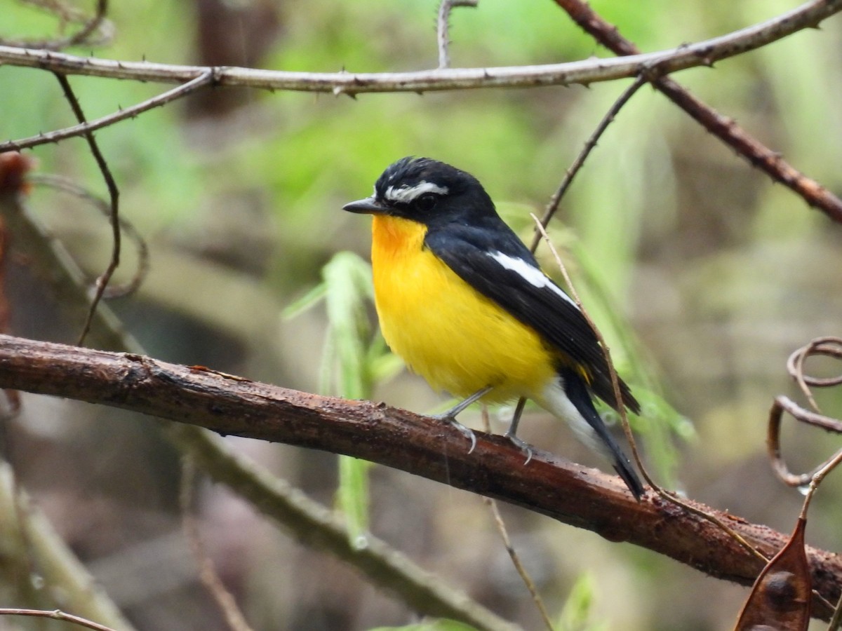 Yellow-rumped Flycatcher - Susan Cole