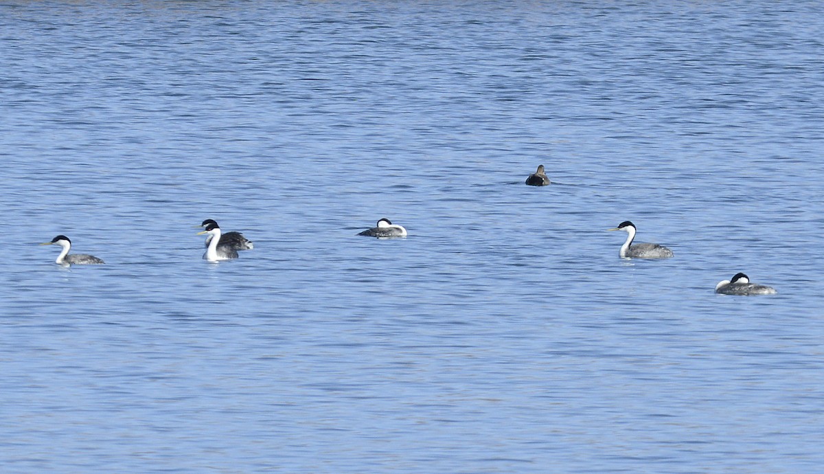 Western Grebe - ML617340705