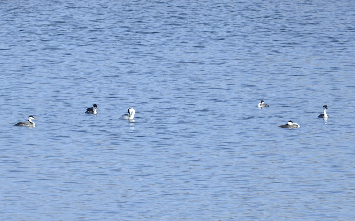 Western Grebe - ML617340707