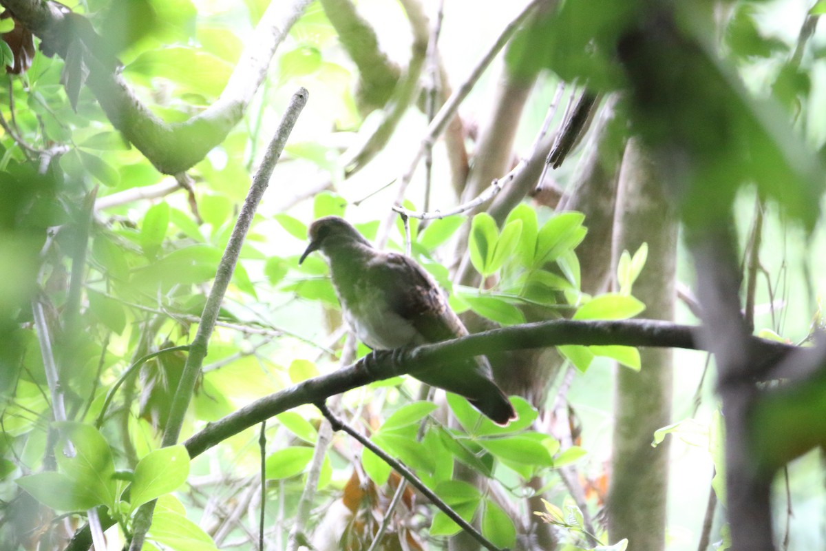 Palomita Tamborilera - ML617340725