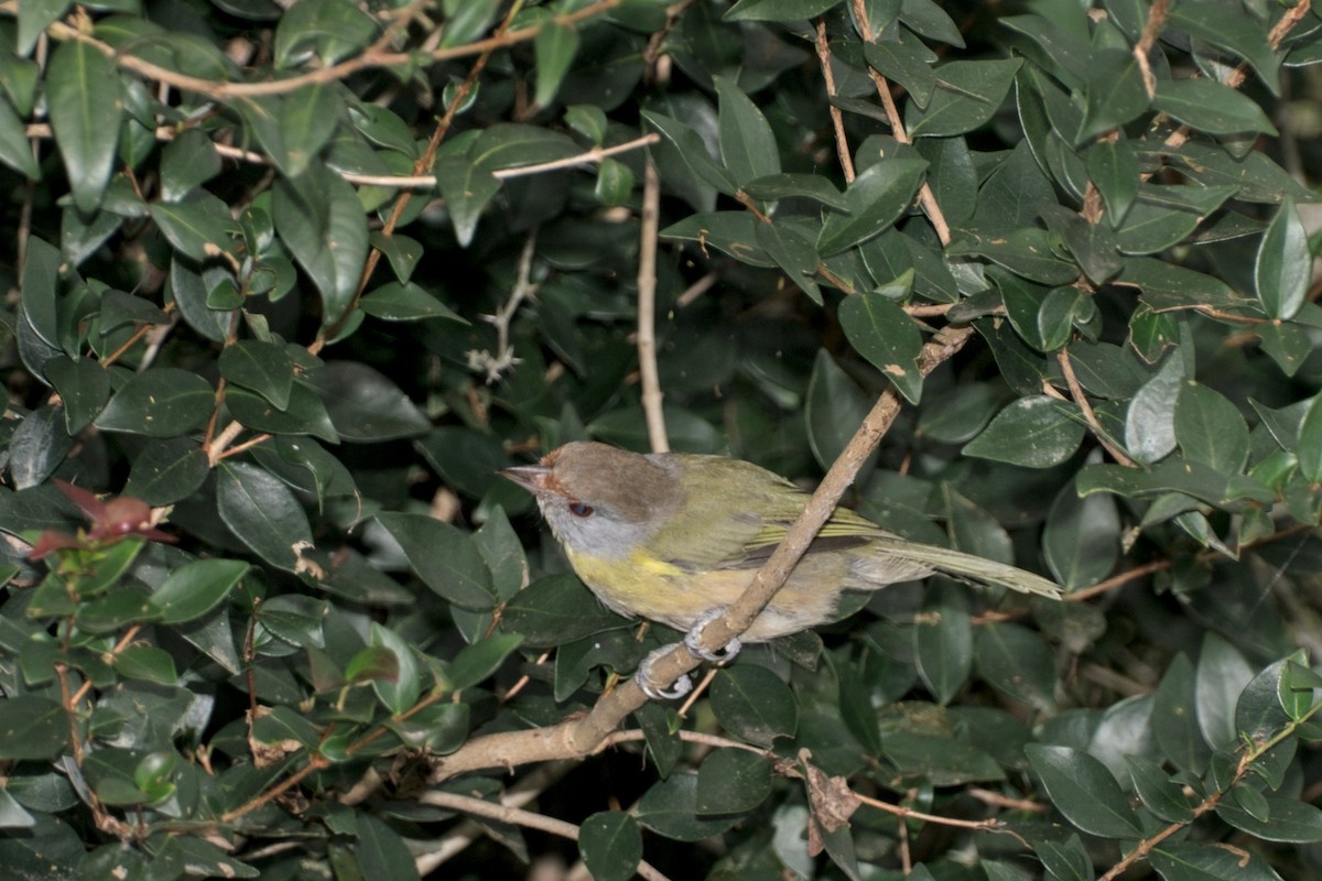 Rufous-browed Peppershrike - Marcos de Campo