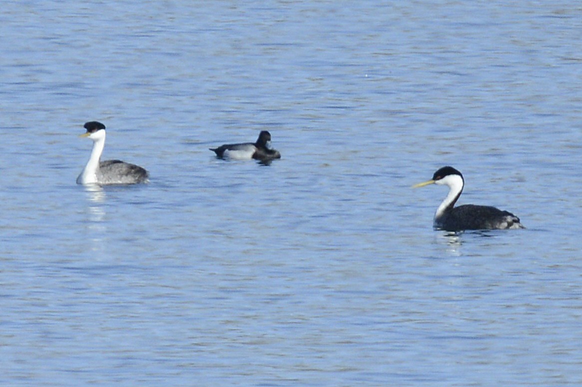 Western Grebe - ML617340731