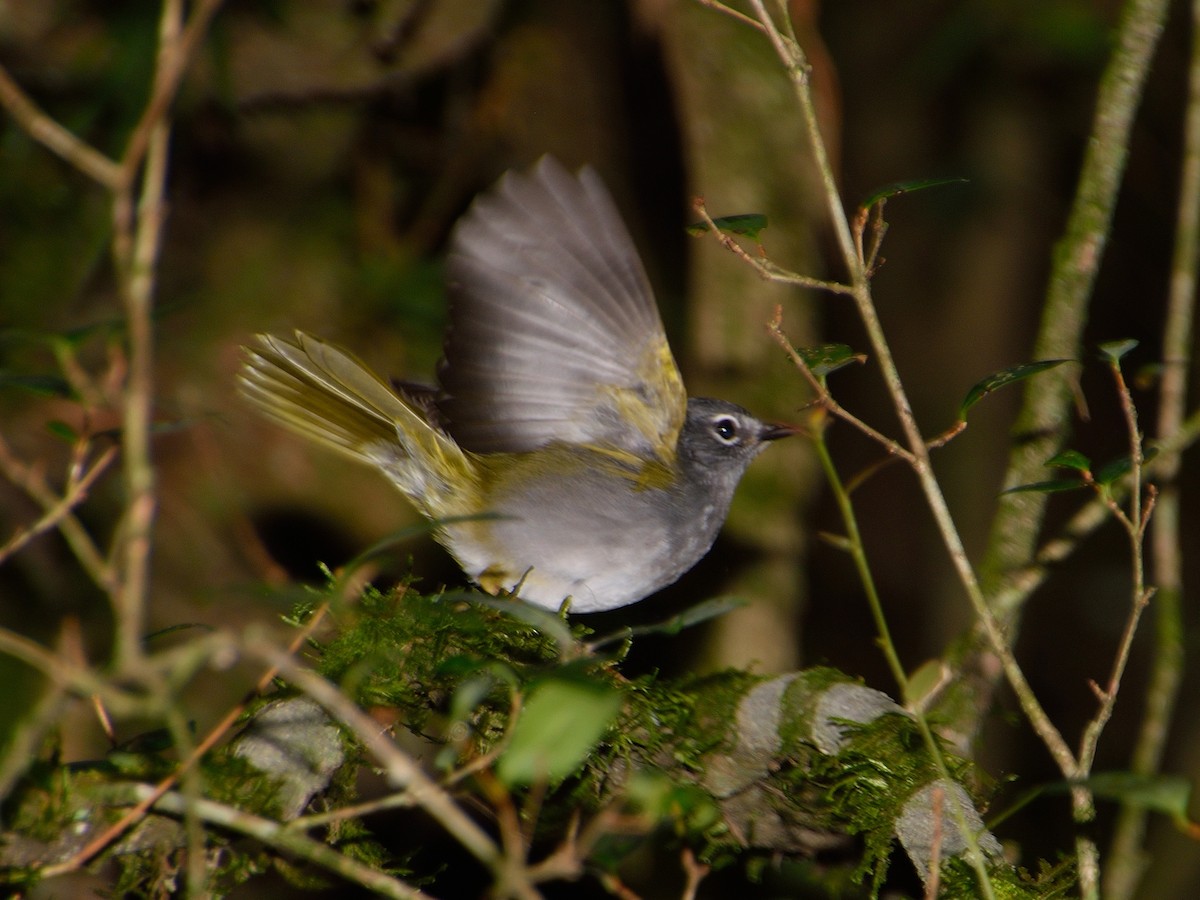 White-browed Warbler - Marcos de Campo