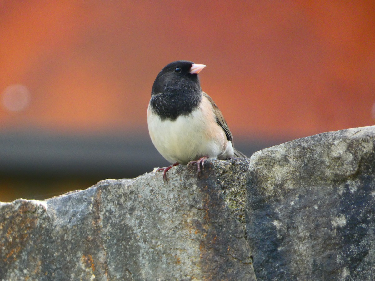 Dark-eyed Junco - Aldrin Leung