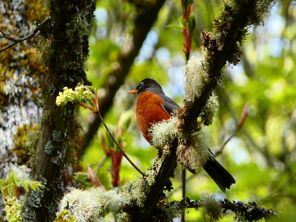 American Robin - ML617340751