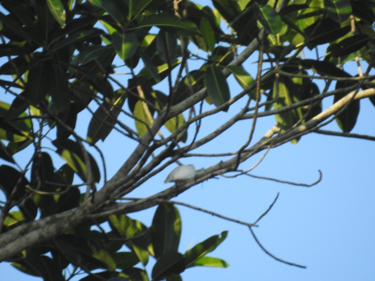 Yellow-billed Cotinga - Kurt Schwarz