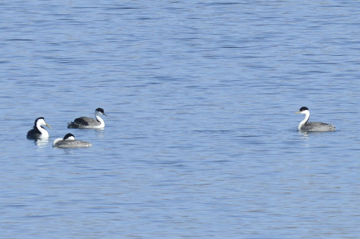 Western Grebe - ML617340794