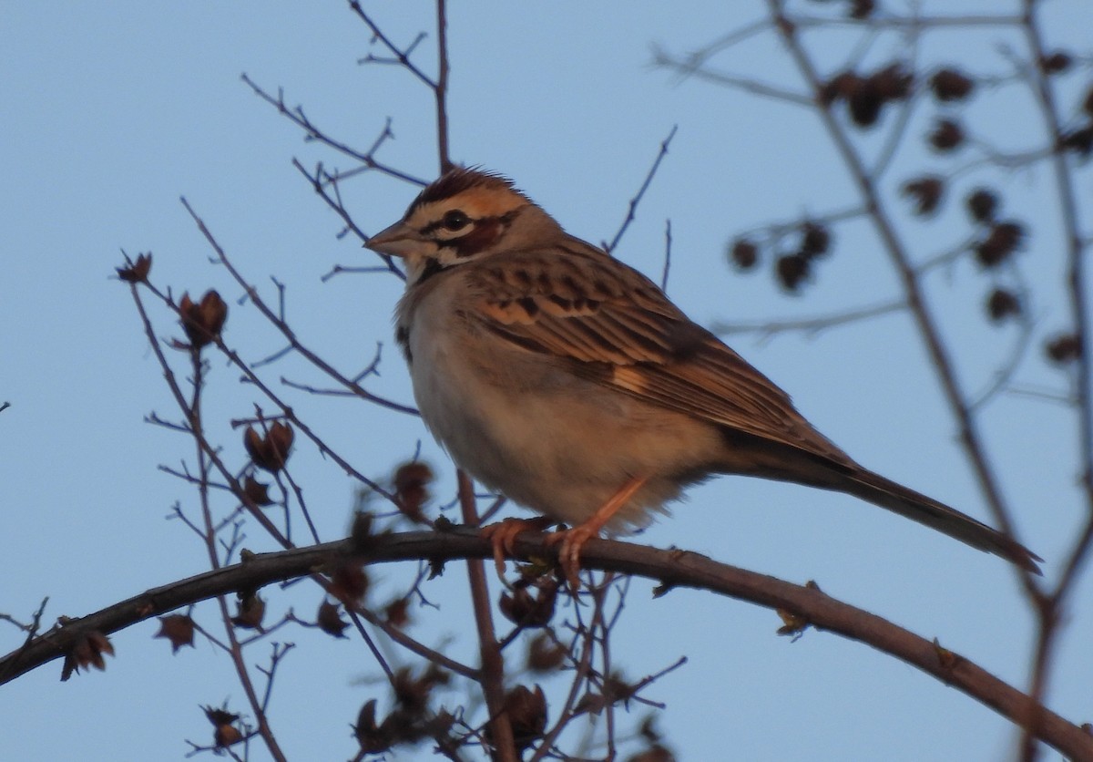 Lark Sparrow - ML617340797