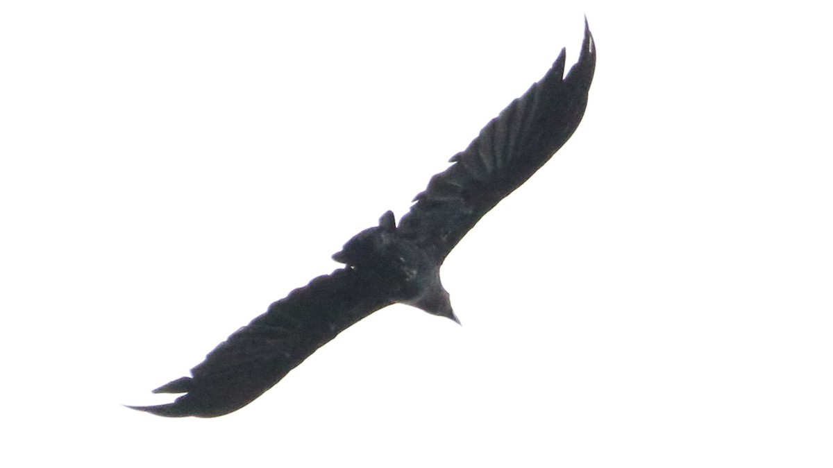 White-necked Raven - Rick Folkening