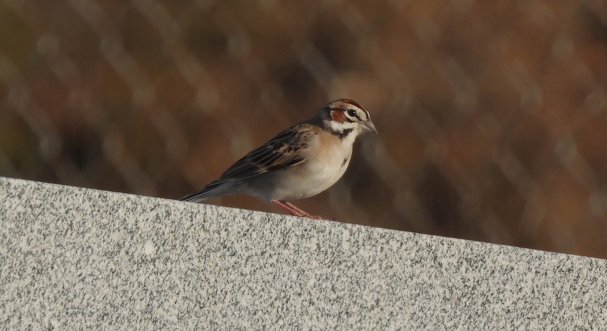 Lark Sparrow - ML617340824