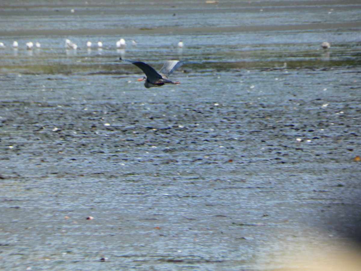 Great Blue Heron - Aldrin Leung