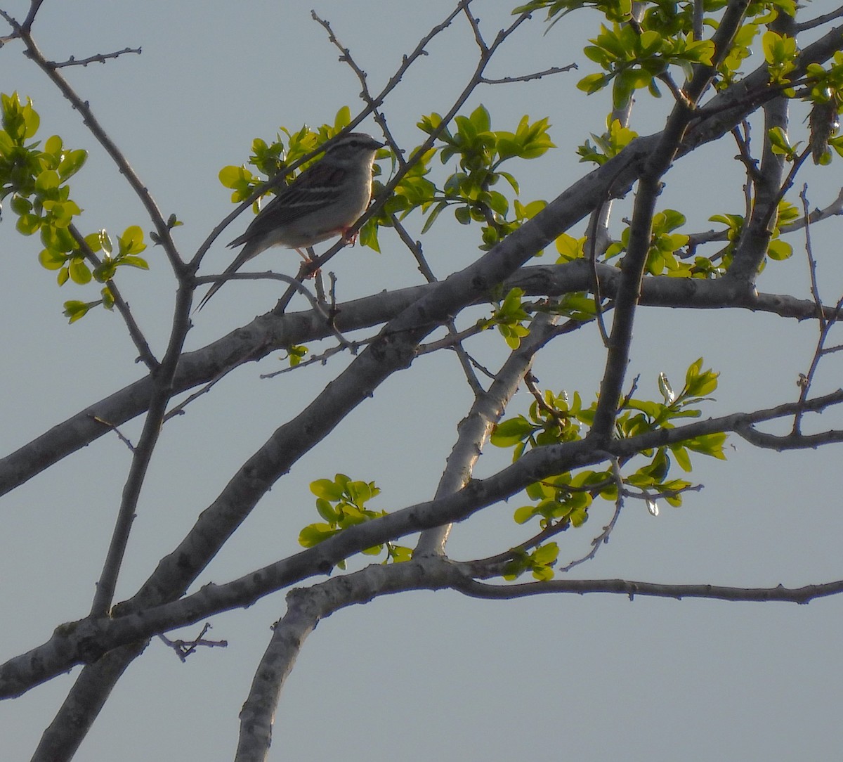 Chipping Sparrow - ML617340834