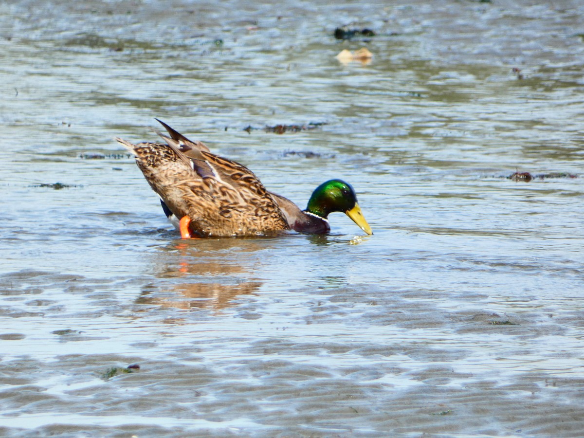 Mallard - Aldrin Leung