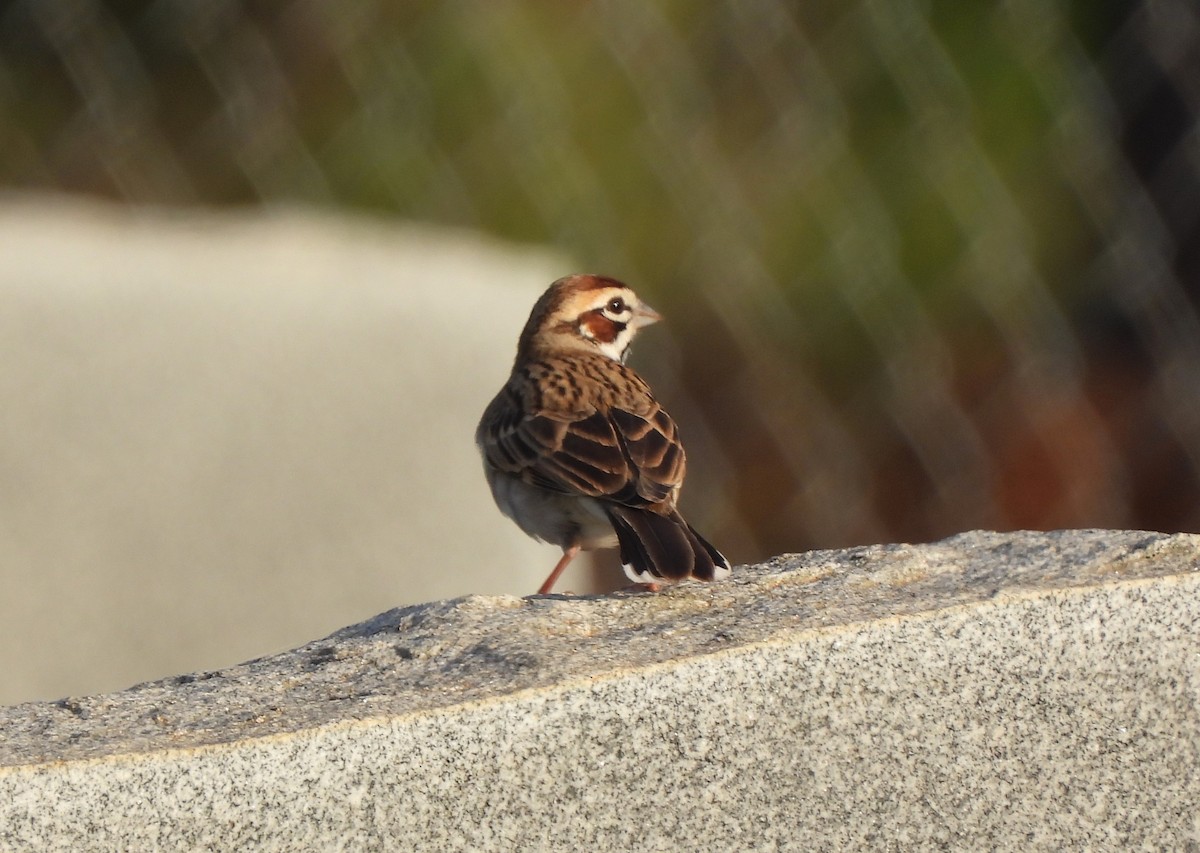 Lark Sparrow - ML617340877