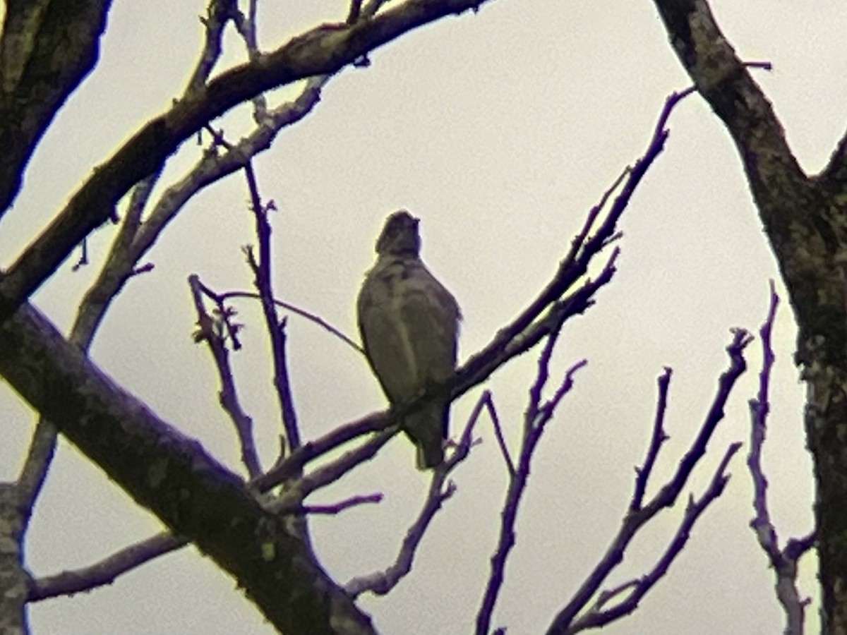 Snowy Cotinga - Kenny Frisch